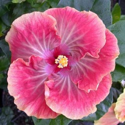 Tahitian Lilac Queen x Moorea Imperial Blossom_DickJA